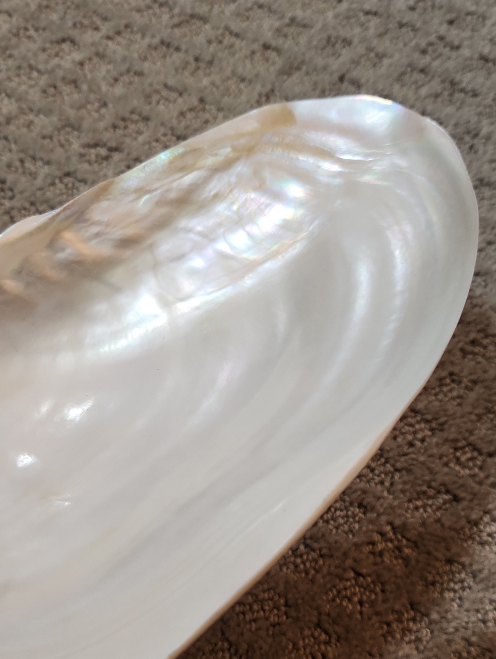 Shell Decor Iridescent Mother-of-Pearl Decorative Bowl Creamy White Iridescence - Picture 7 of 12